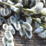 Легкі та смішні конкурси на весілля для наречених, свідків, гостей