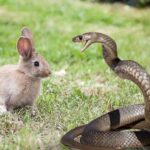 Сумісність знаків зодіаку Мавпа і Собака за східним гороскопом