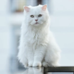 Біографія та особисте життя Інни Приходько