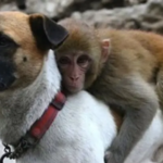 20 речень зі словом “місяць” в різних значеннях