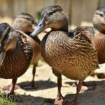 Правильний наголос у слові довідник: норми вимови